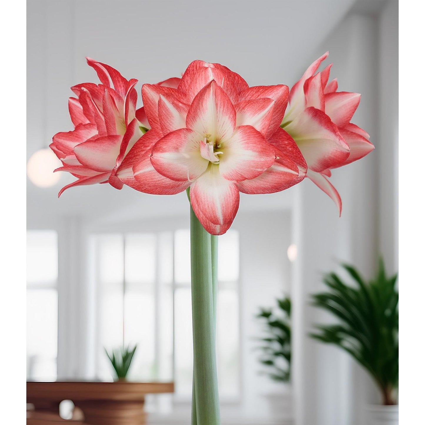 Blossom Peacock Amaryllis - 28-32 cm bulb