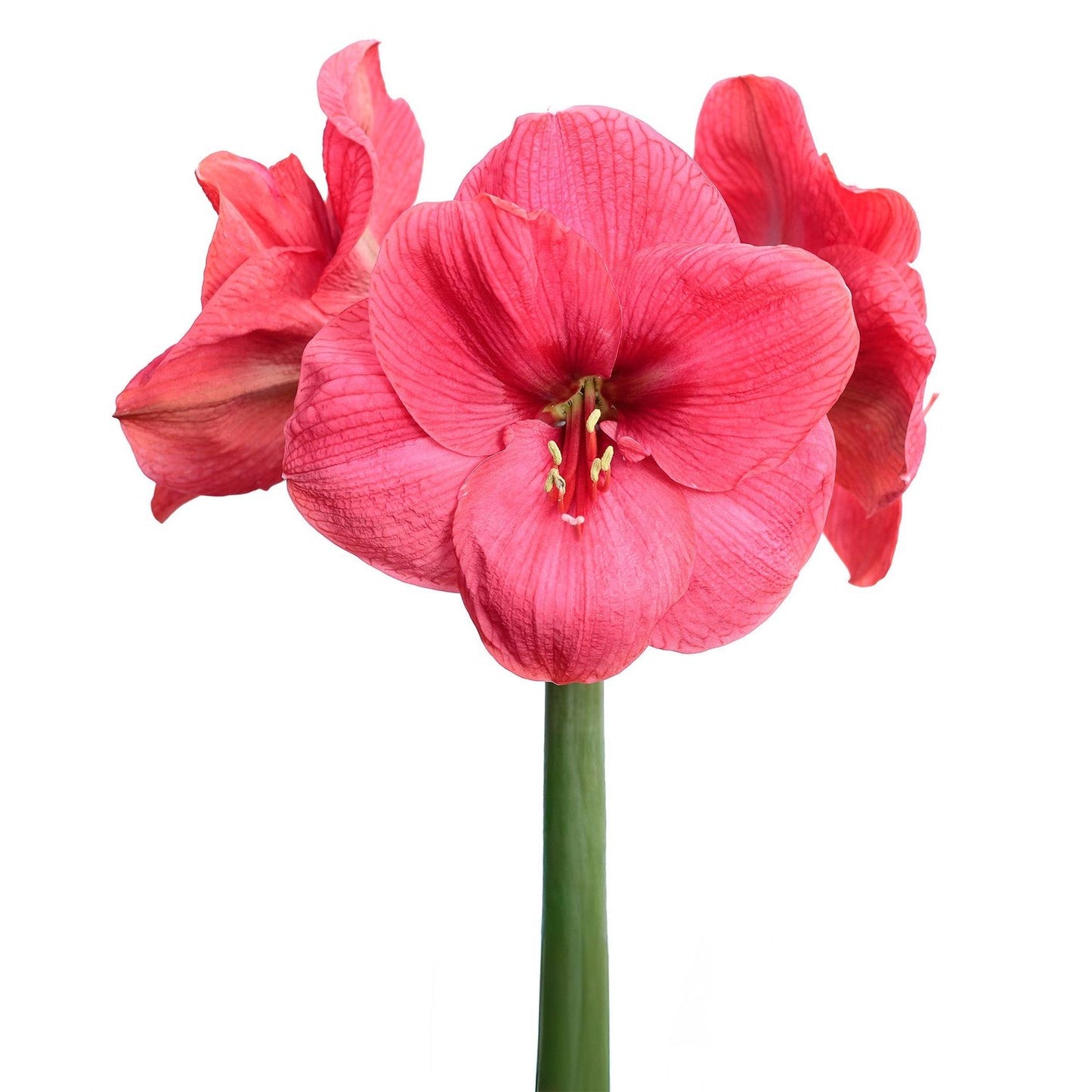 Bolero Amaryllis
