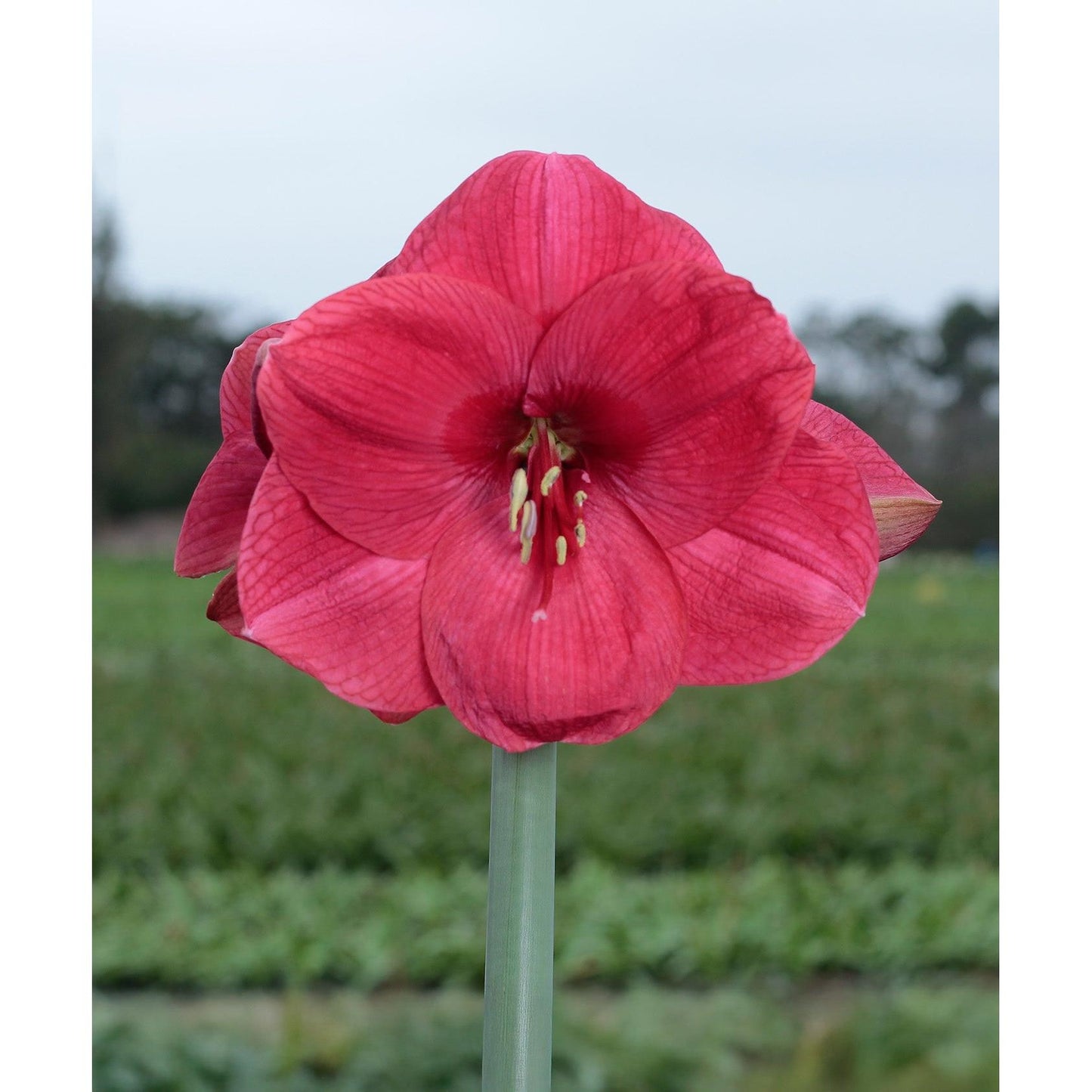 Bolero Amaryllis