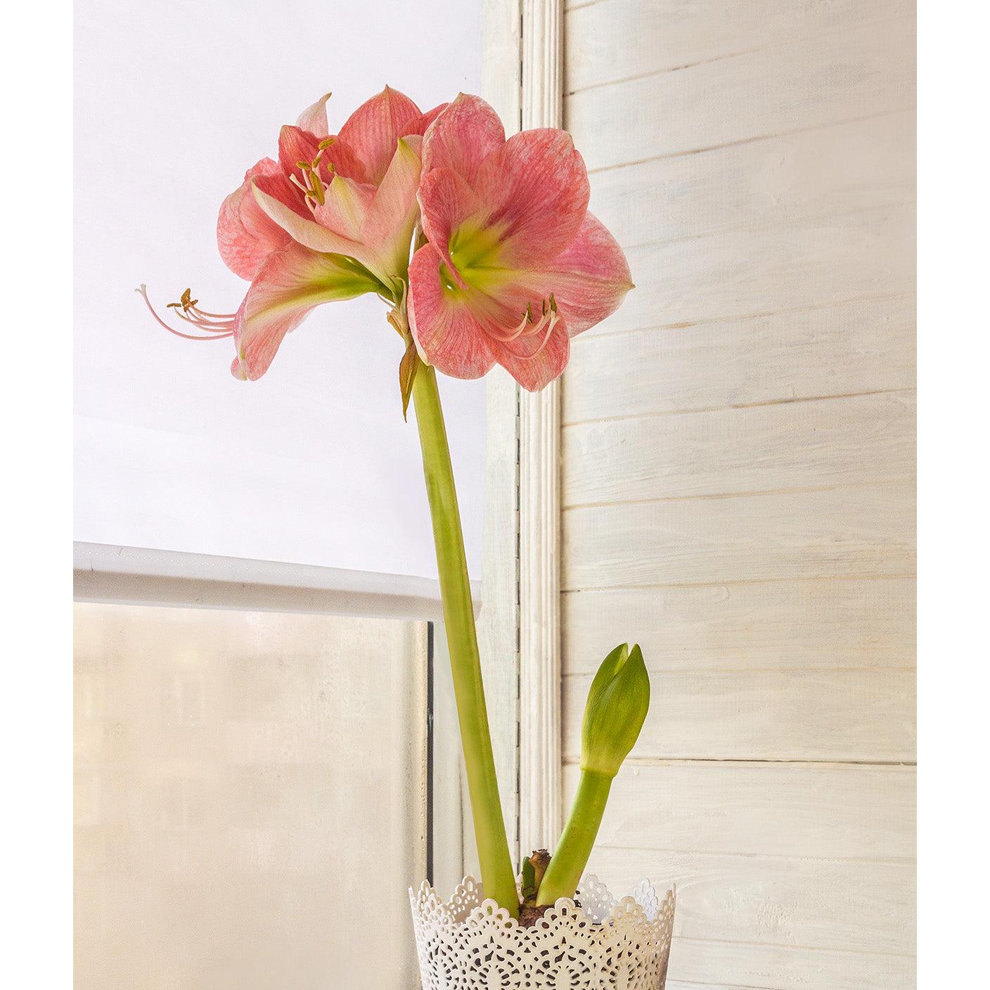 Candy Floss® Symphony Amaryllis