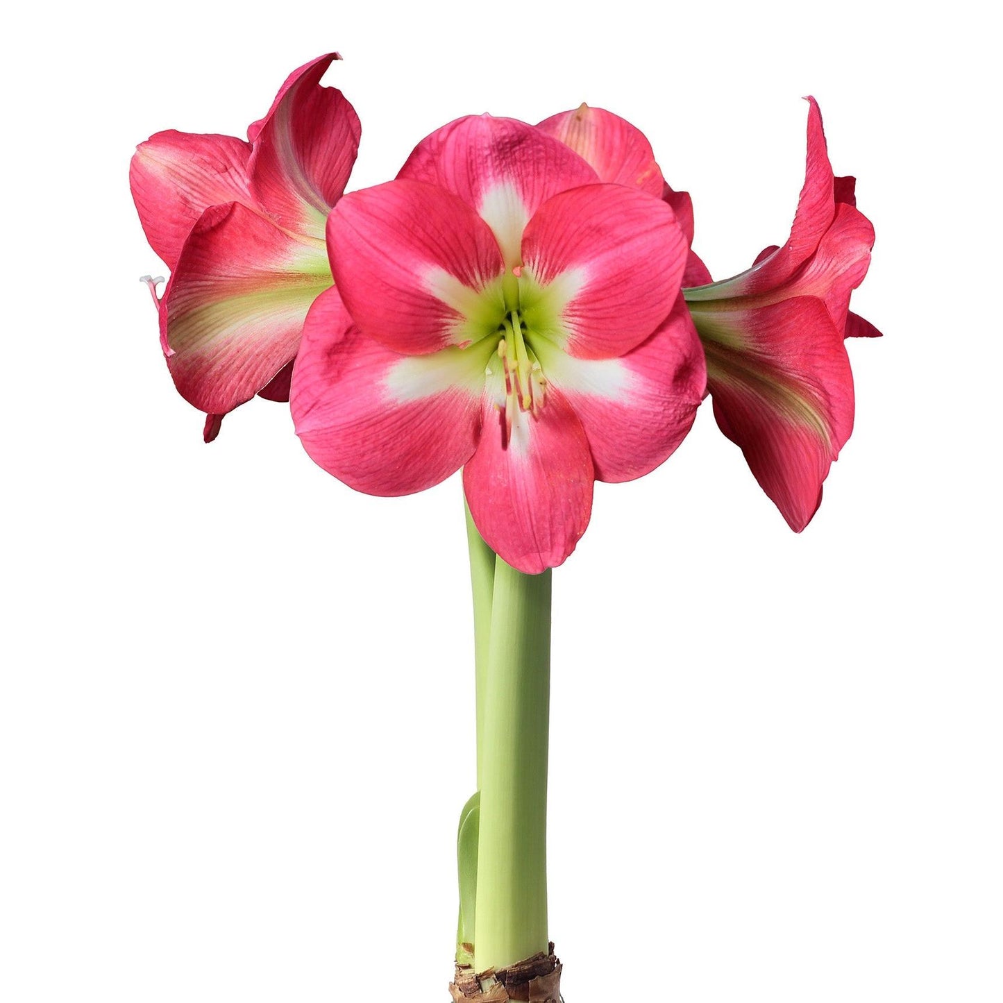 Cape Horn Amaryllis - 28-32 cm bulb