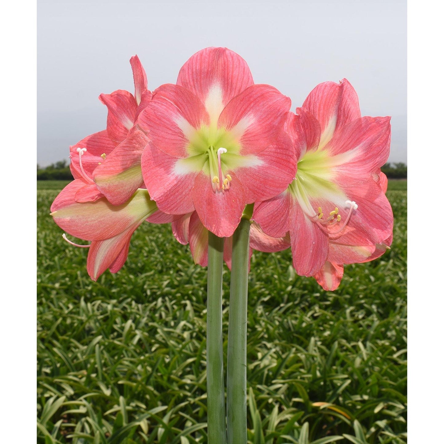 Cape Horn Amaryllis - 28-32 cm bulb