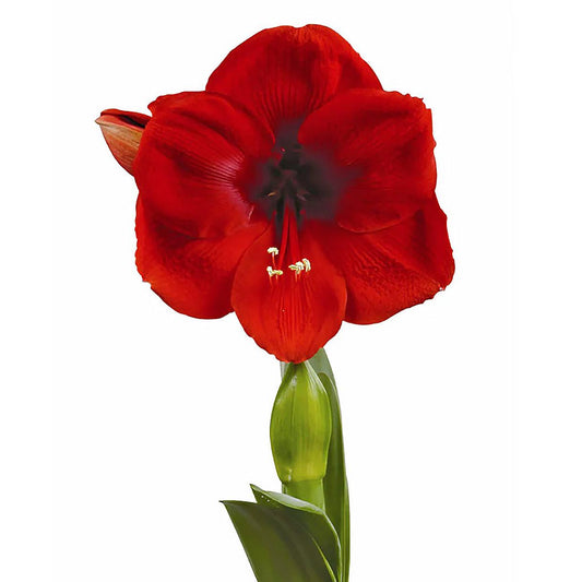 Cayenne Symphony Amaryllis - 24-28 cm bulb