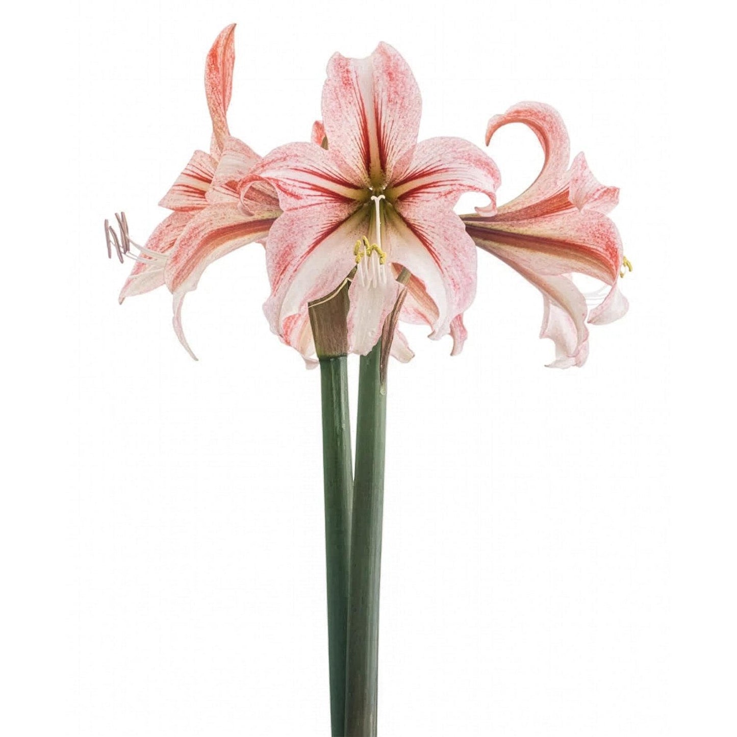 Circus Circus® Sonata Amaryllis - 14-18 cm bulb