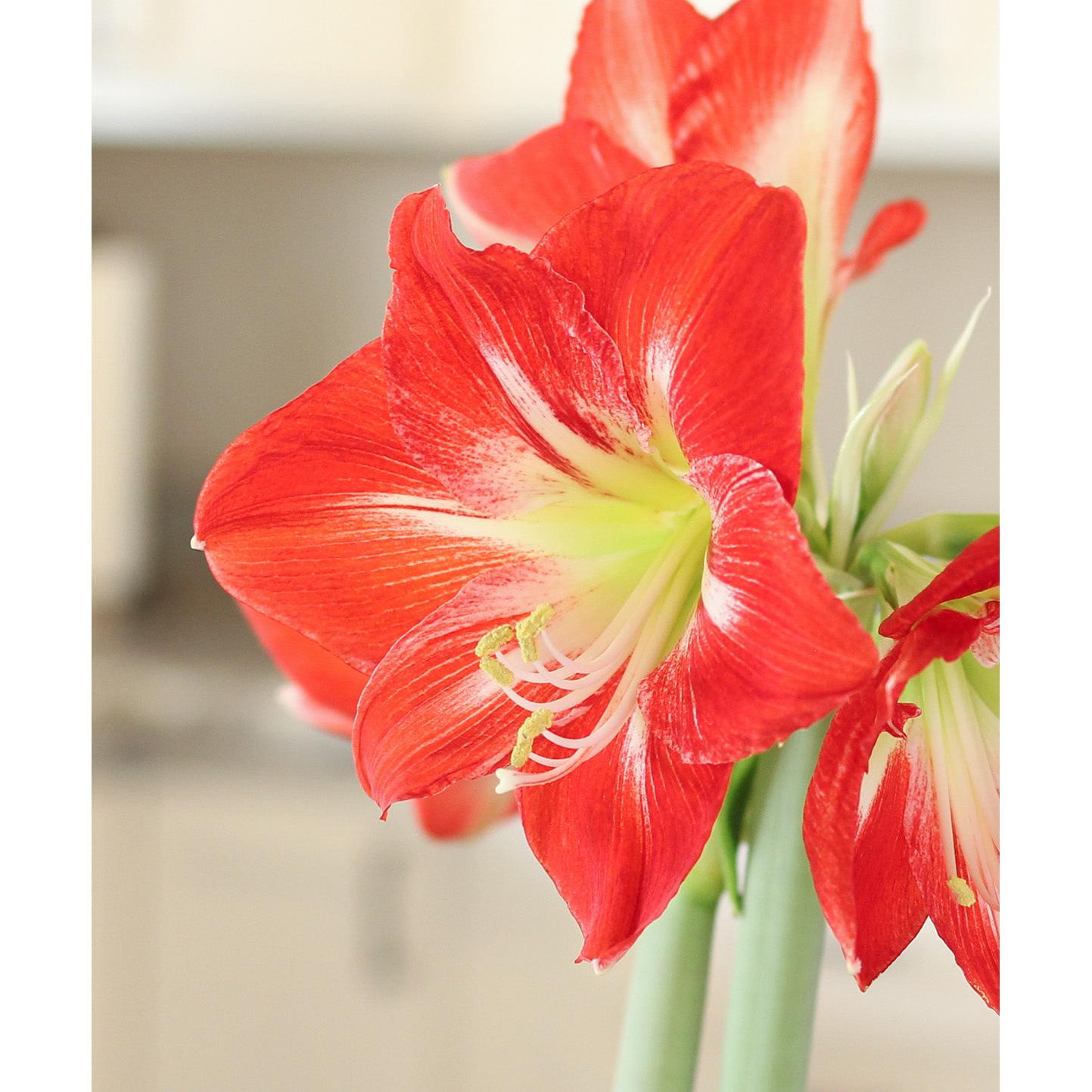 Cocktail® Symphony Amaryllis