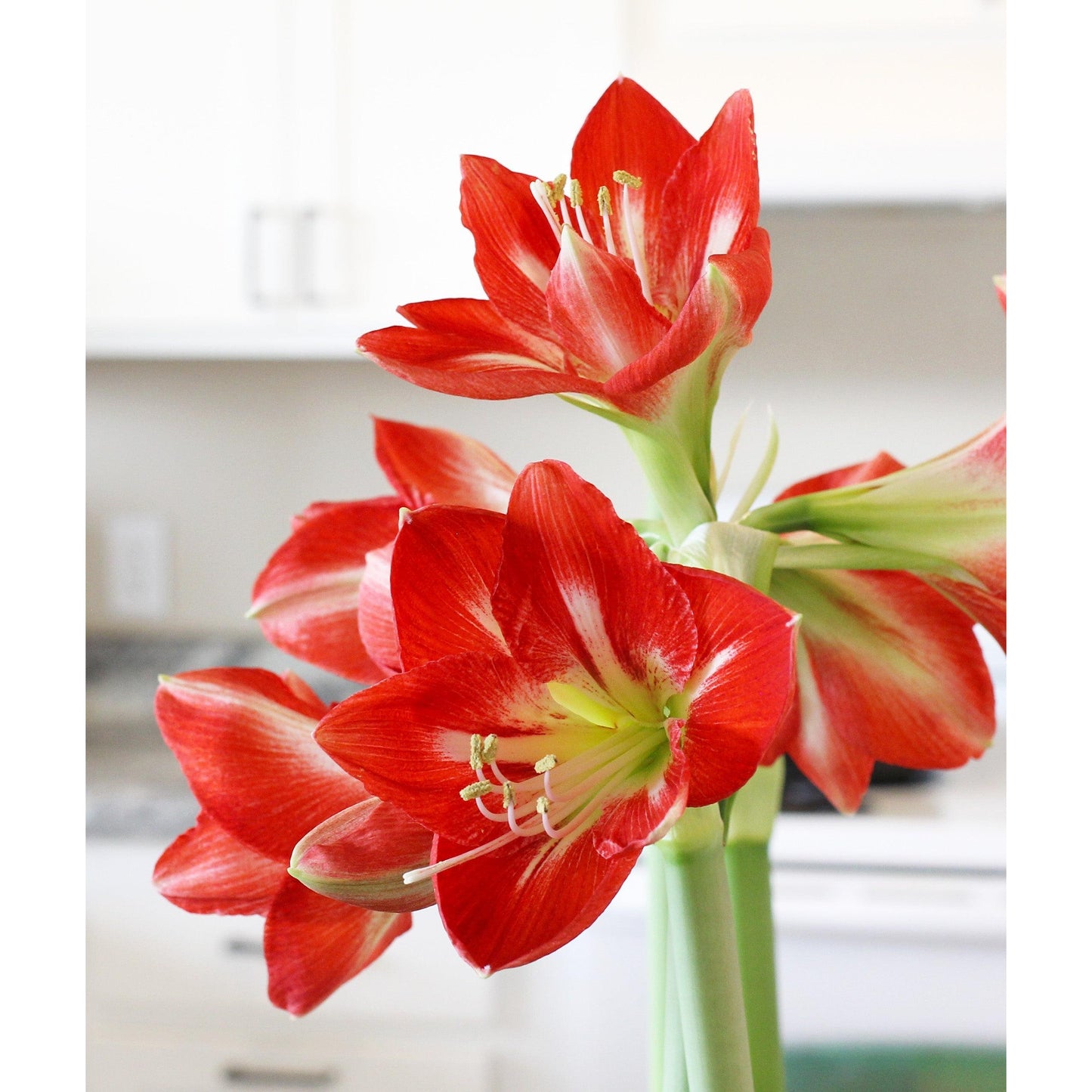 Cocktail® Symphony Amaryllis