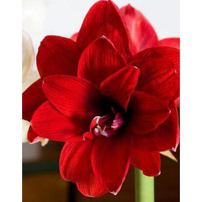 Double Dragon Amaryllis- 22-26 cm bulb