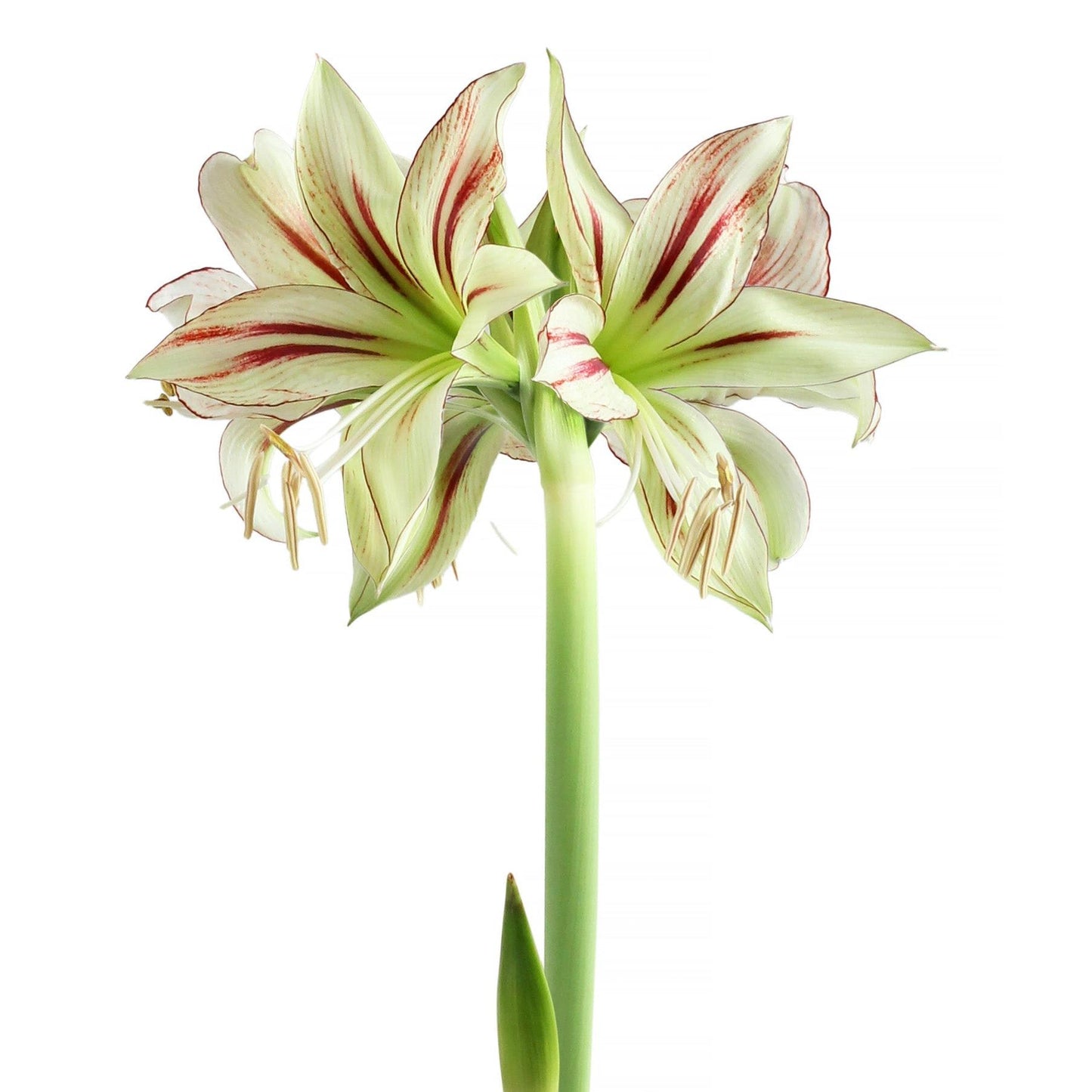 Dragonfly® Sonatini Amaryllis - 18-22 cm bulb