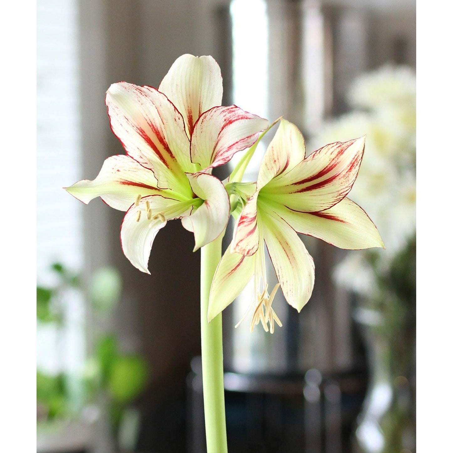 Dragonfly® Sonatini Amaryllis - 18-22 cm bulb