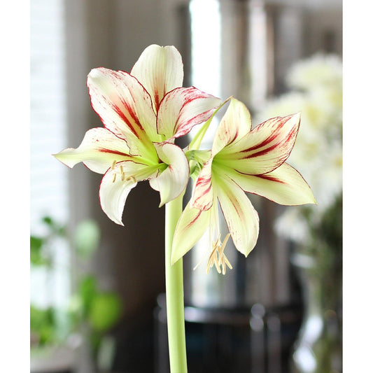 Dragonfly® Sonatini Amaryllis - 18-22 cm bulb