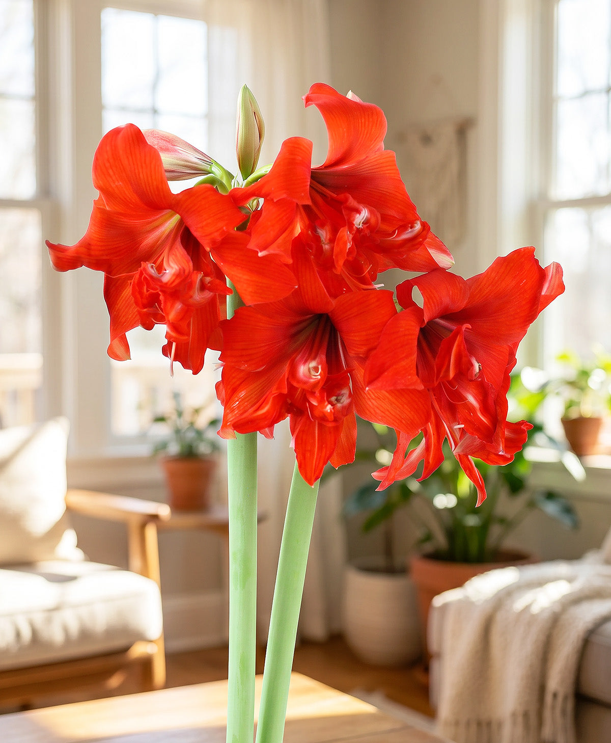Fanfare® Sonata Amaryllis