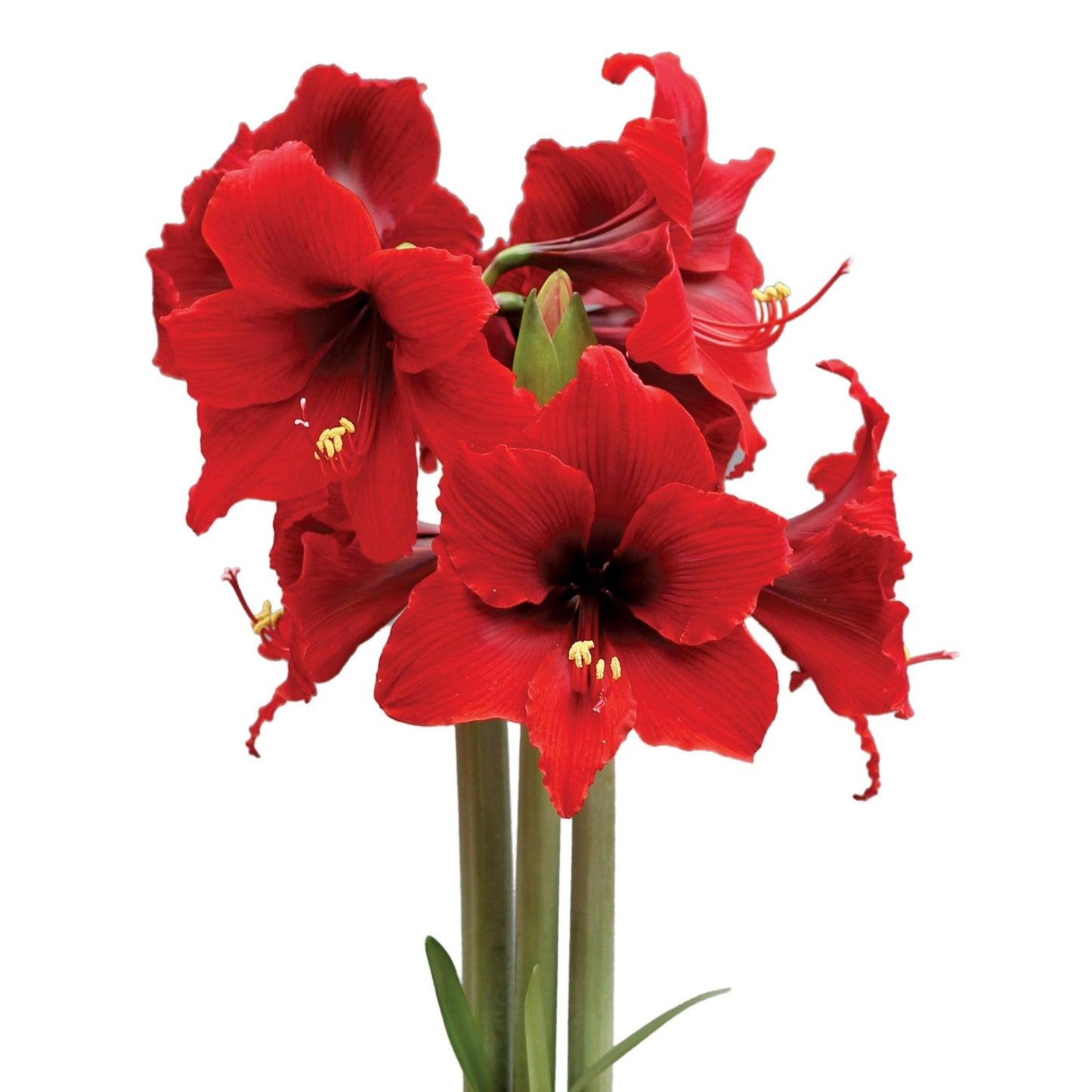 Fire Dancer® Sonatini Amaryllis - 16-20 cm bulb