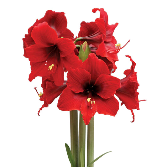 Fire Dancer® Sonatini Amaryllis - 16-20 cm bulb