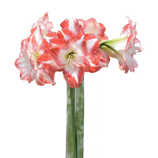 Flaming Peacock Amaryllis - 28-32 cm bulb