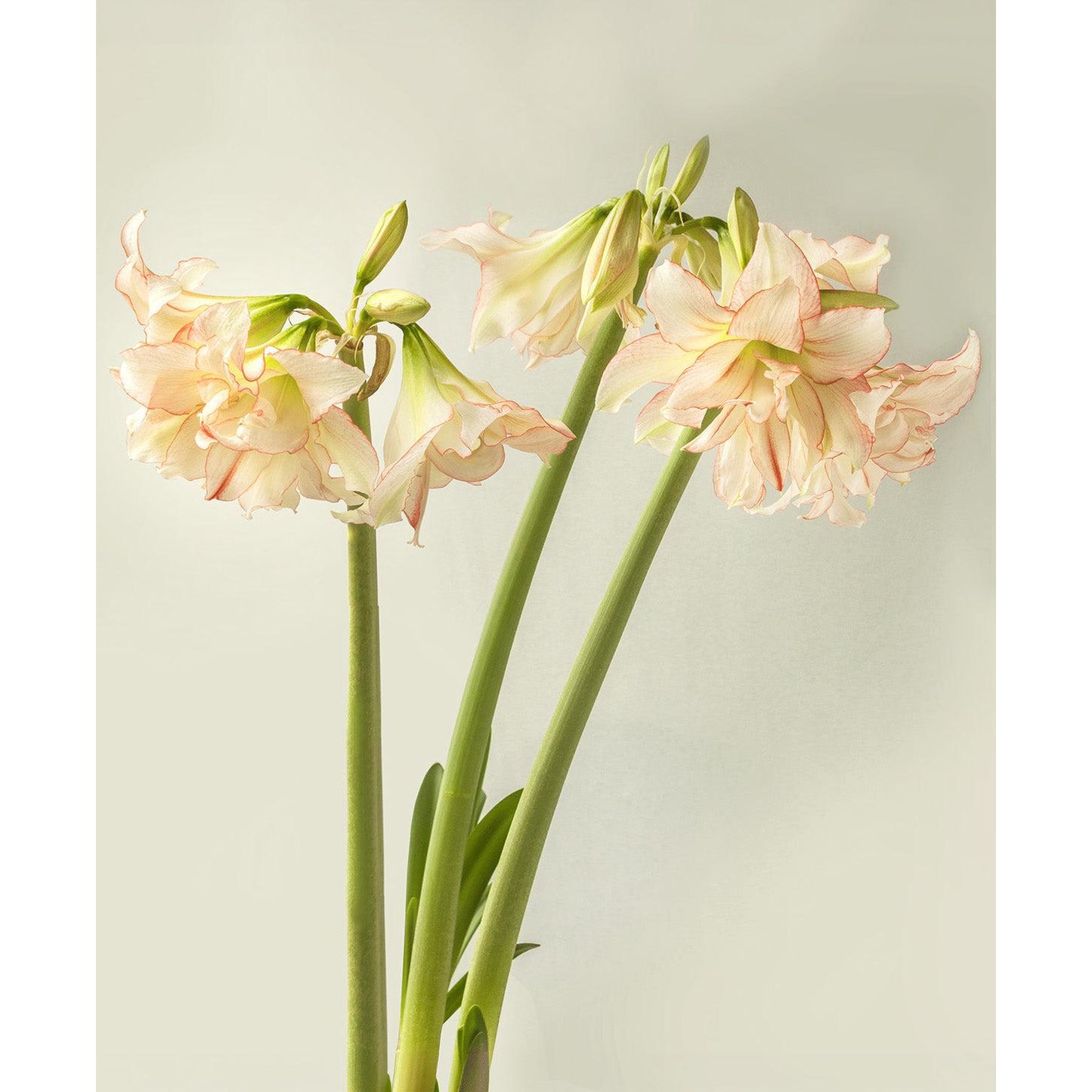 Harlequin® Sonata Amaryllis