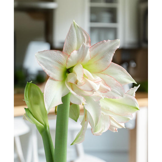Harlequin® Sonata Amaryllis