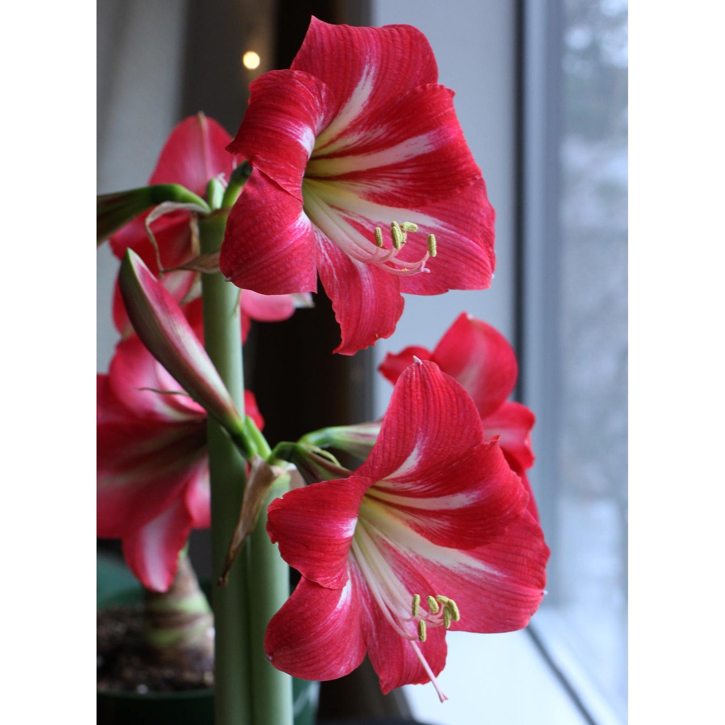 Hot Lips® Sonatini Amaryllis - 16-20 cm bulb
