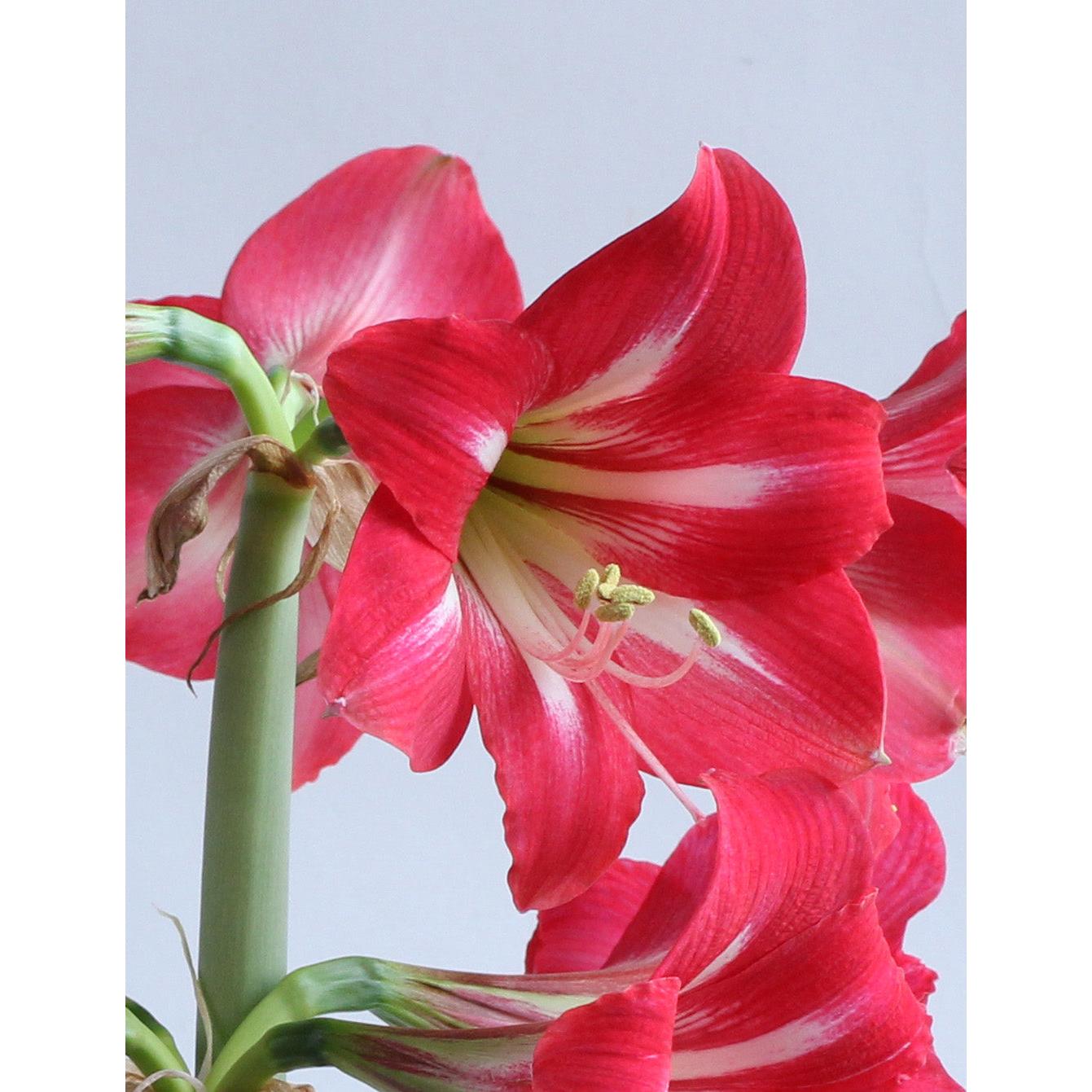 Hot Lips® Sonatini Amaryllis - 16-20 cm bulb