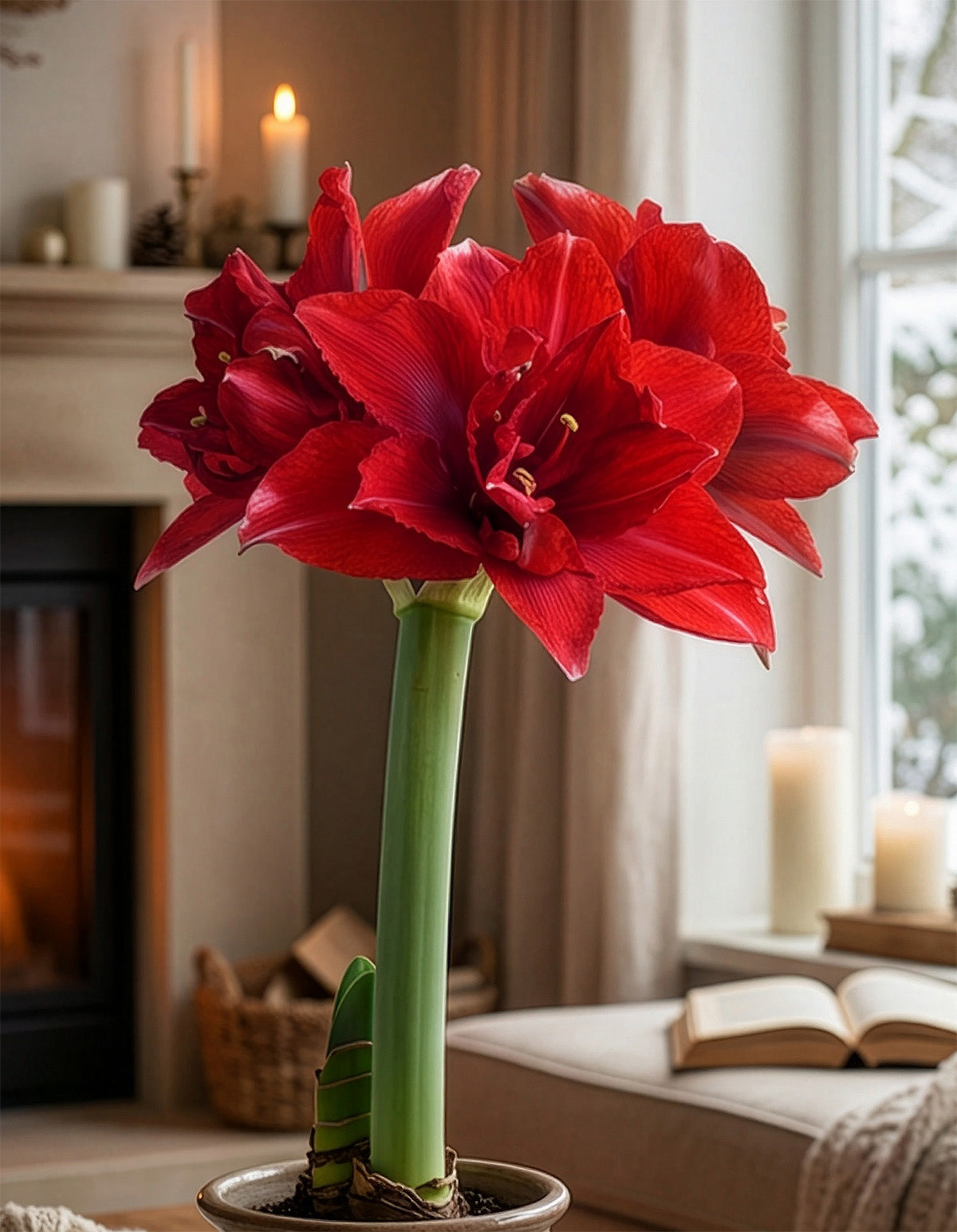 Inferno® Symphony Amaryllis