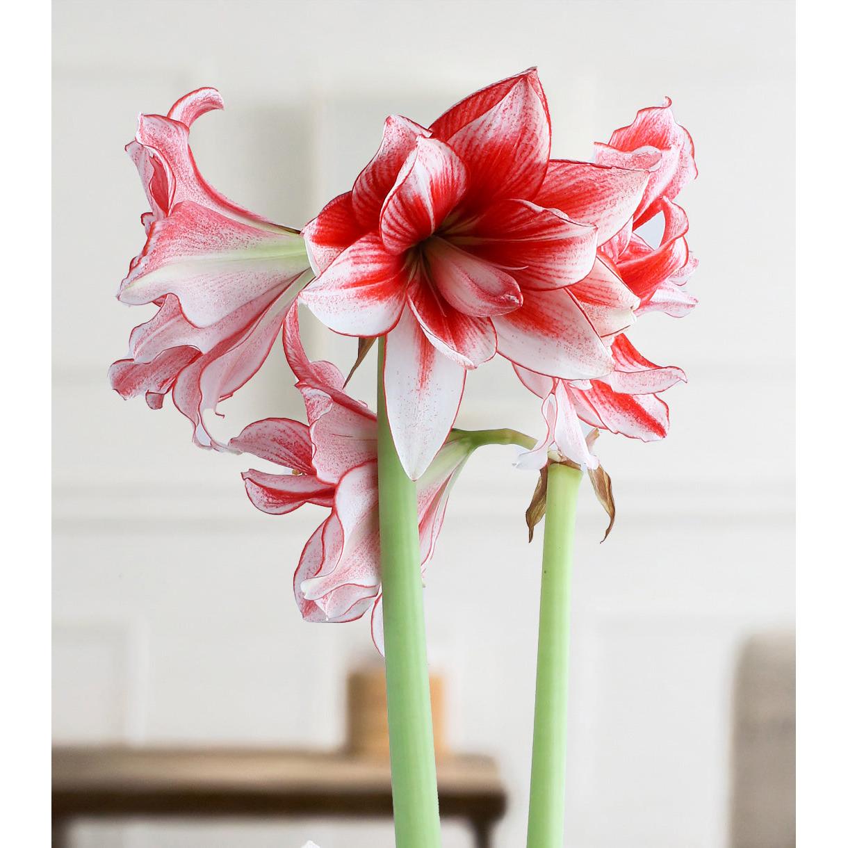 Joker® Sonata Amaryllis - 18-22 cm bulb