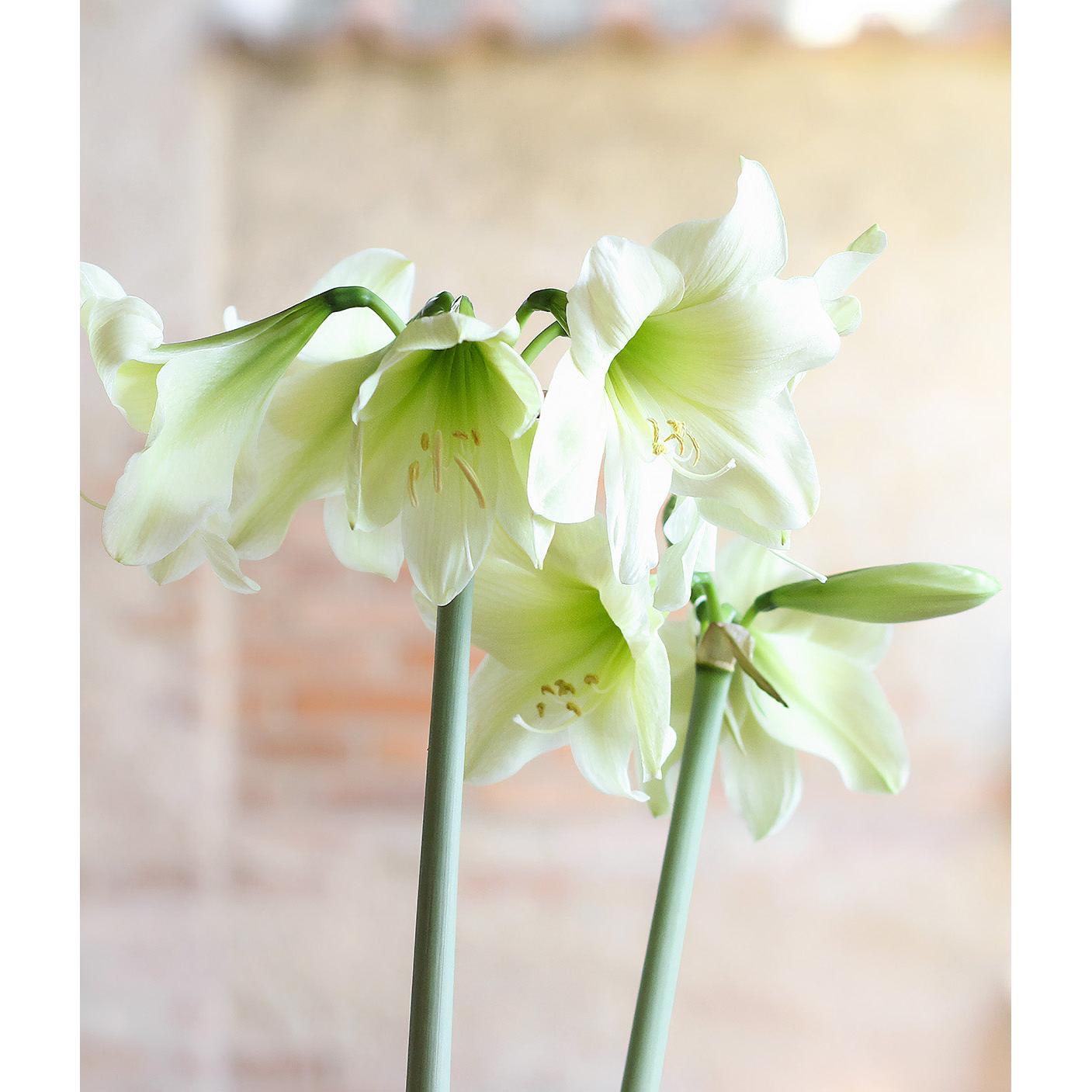 Lemon Sorbet® Sonatini Amaryllis - 16-20 cm bulb