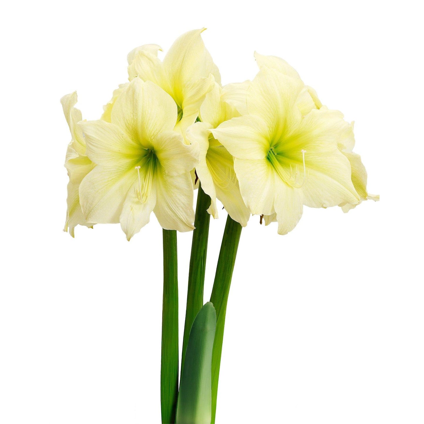 Lemon Star Amaryllis - 28-32 cm bulb