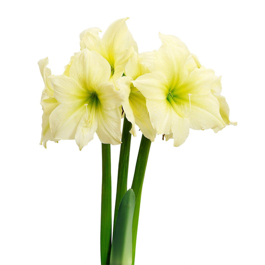 Lemon Star Amaryllis - 28-32 cm bulb