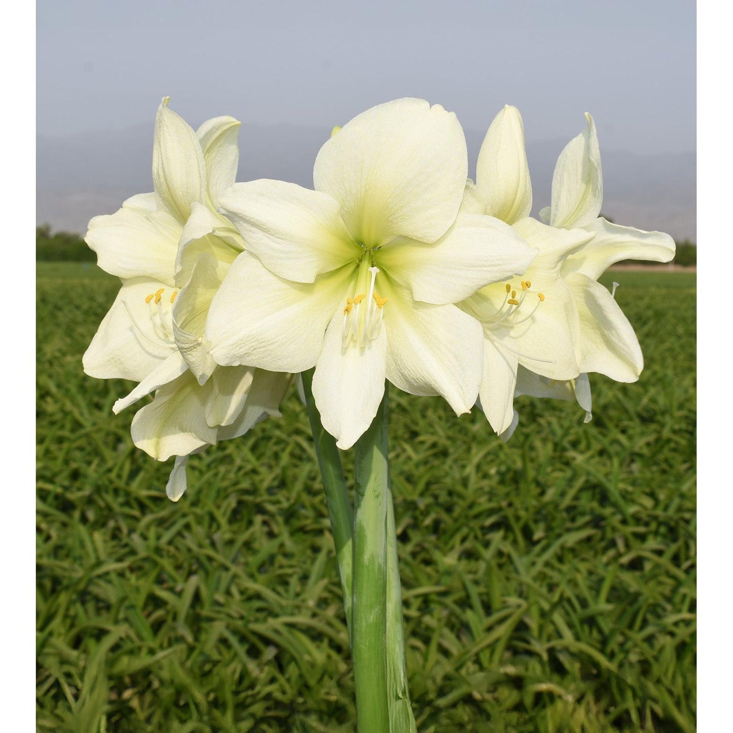 Lemon Star Amaryllis - 28-32 cm bulb
