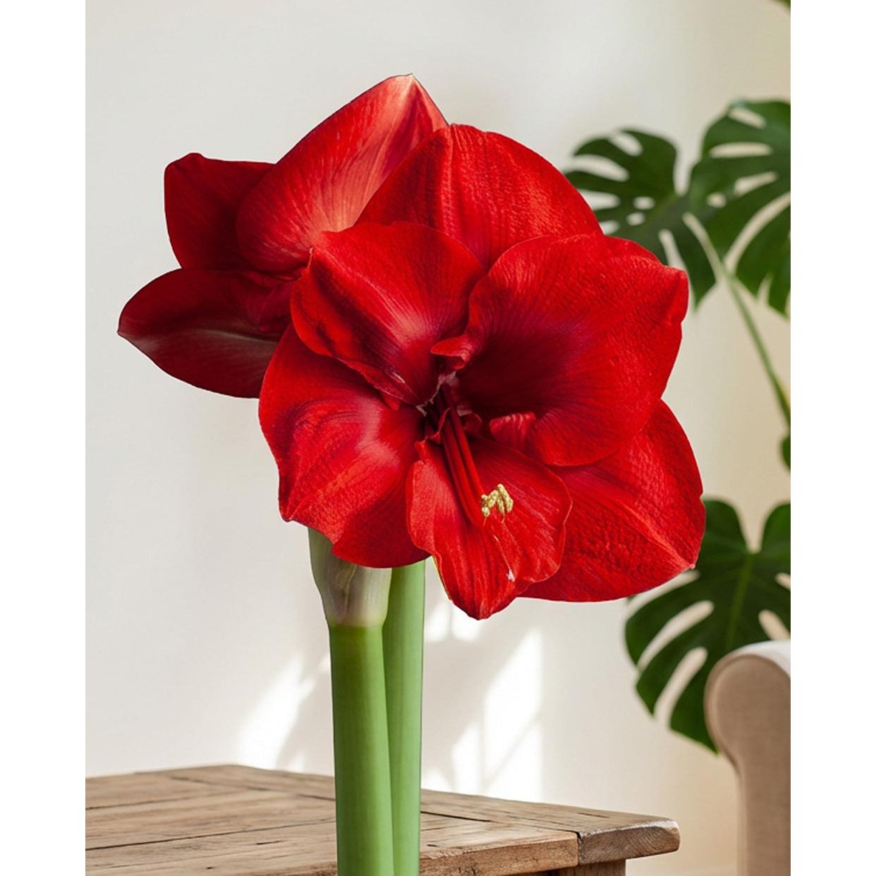 Merry Christmas® Symphony Amaryllis