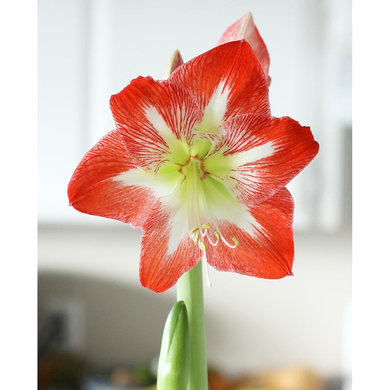 Minerva Amaryllis - 26-28 cm bulb