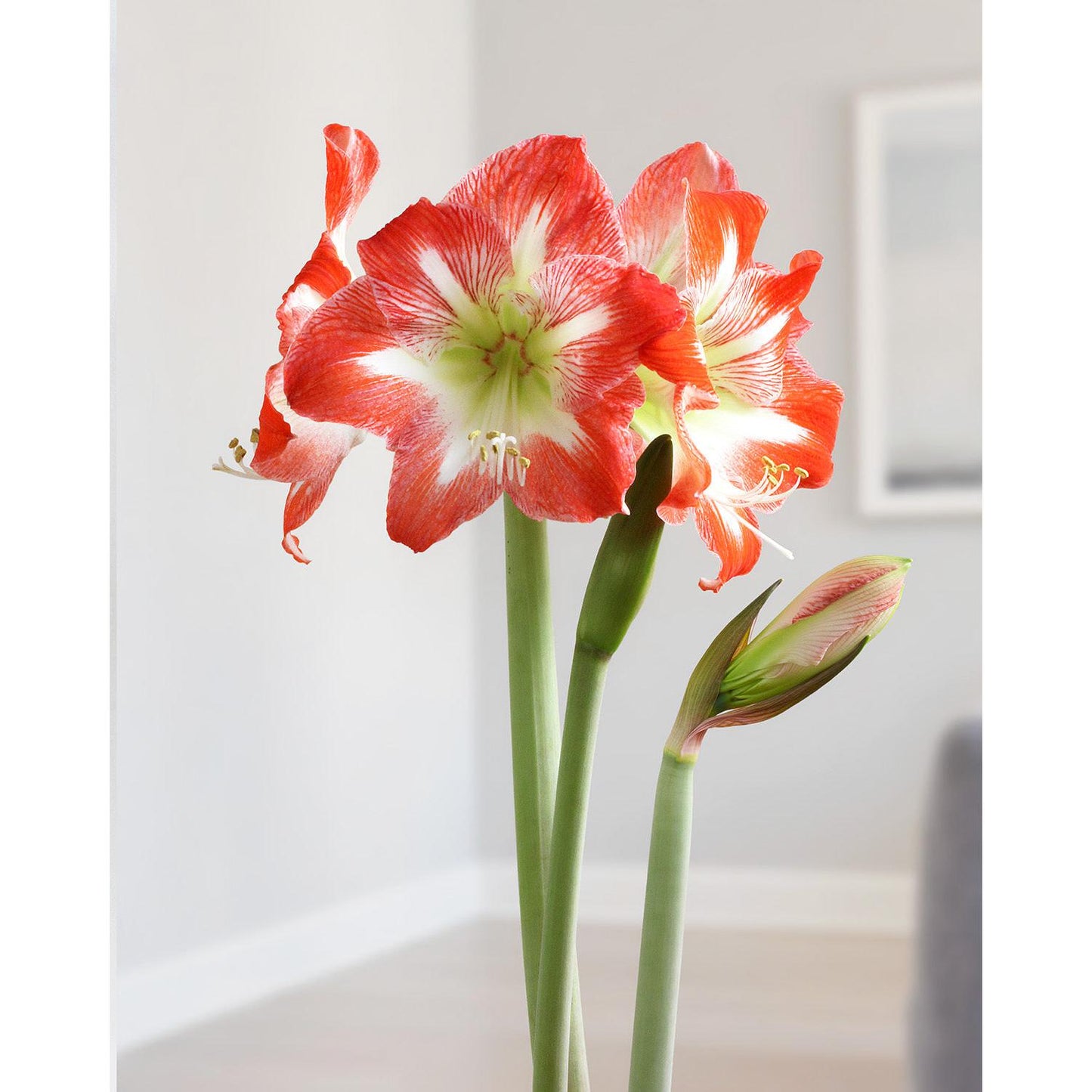 Minerva Amaryllis - 26-28 cm bulb