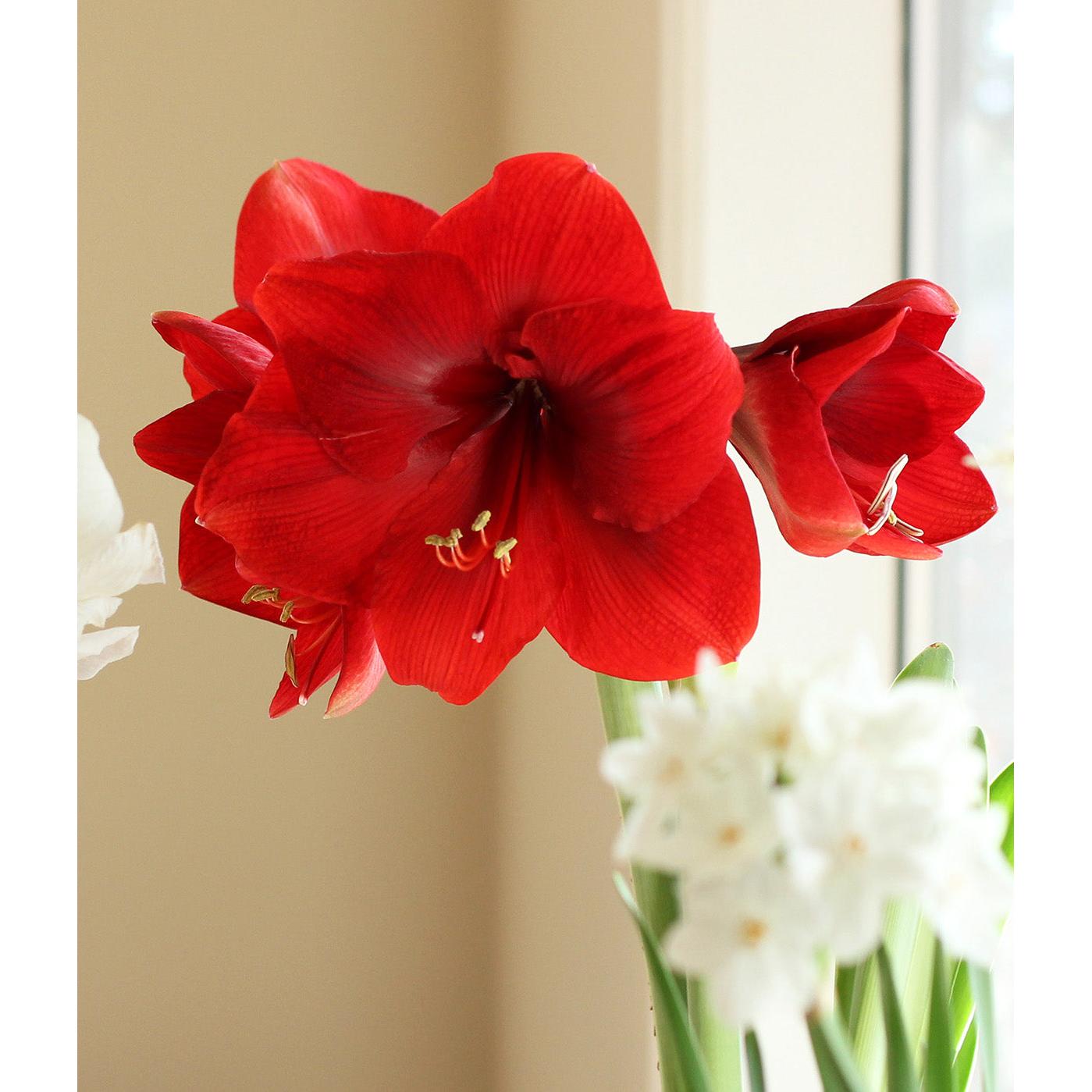 Miracle® Symphony Amaryllis
