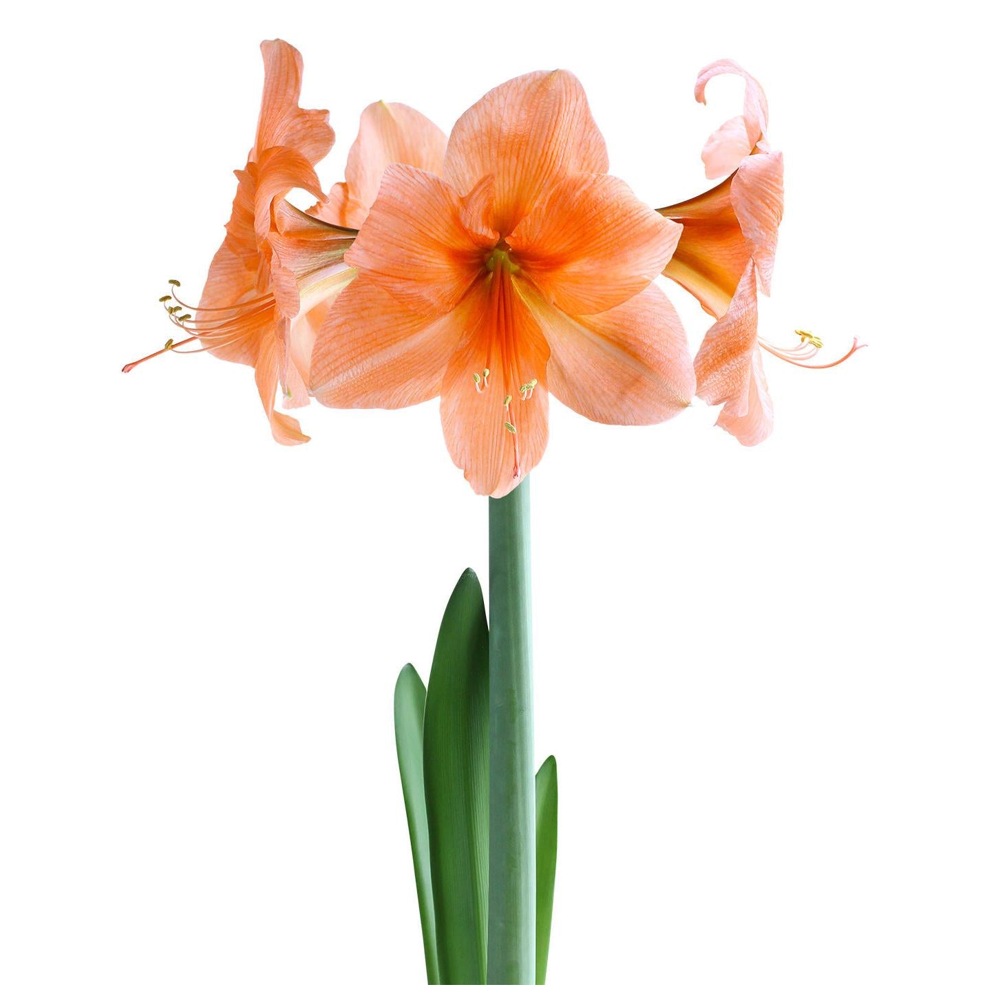 Naranja Amaryllis - 22-26 cm bulb