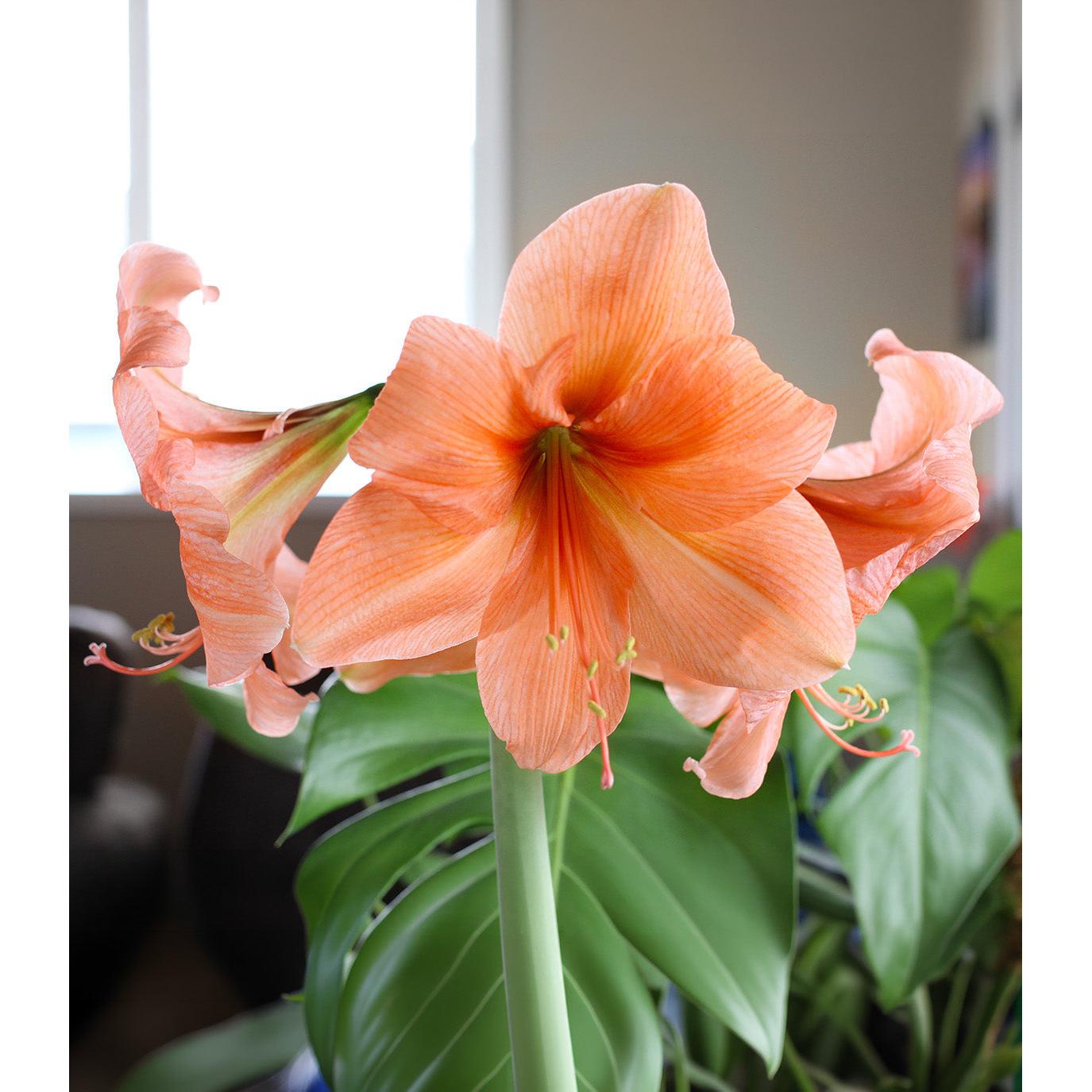 Naranja Amaryllis - 22-26 cm bulb