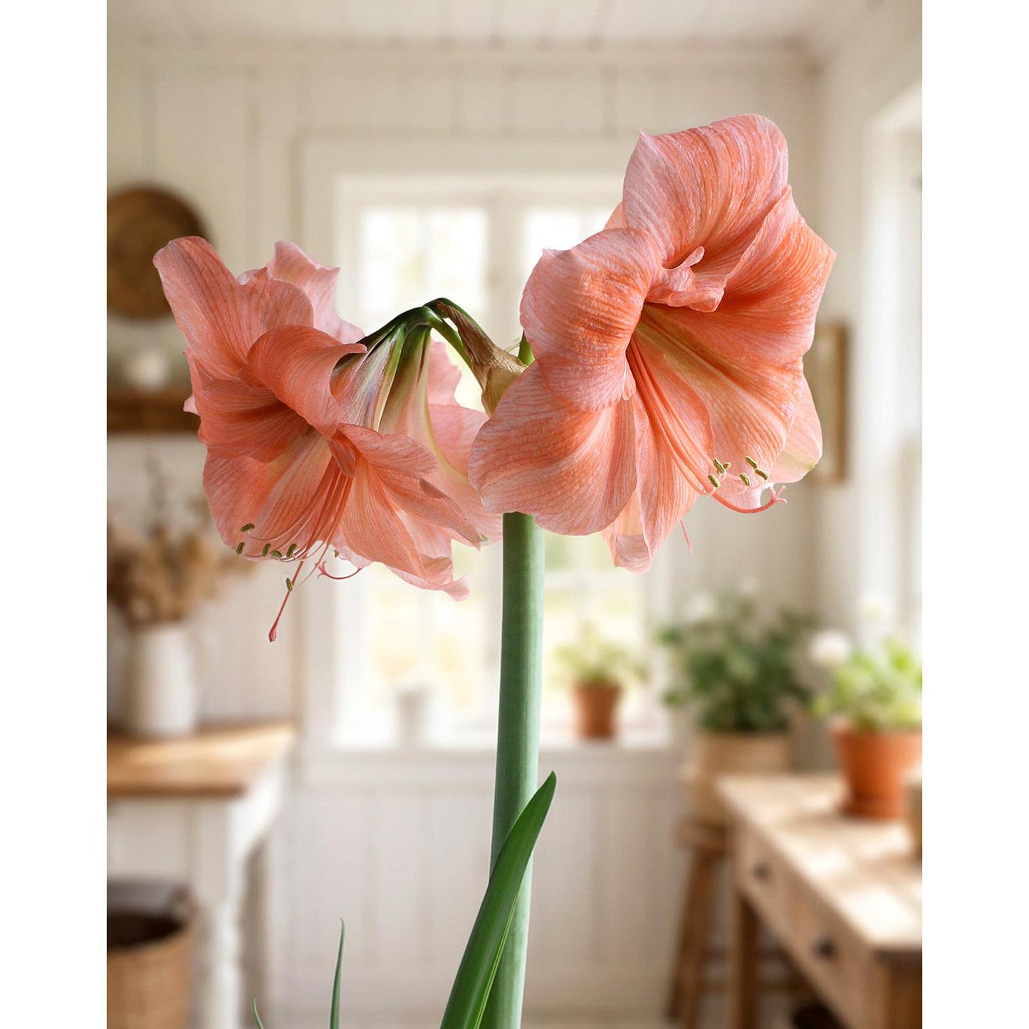 Naranja Amaryllis - 22-26 cm bulb