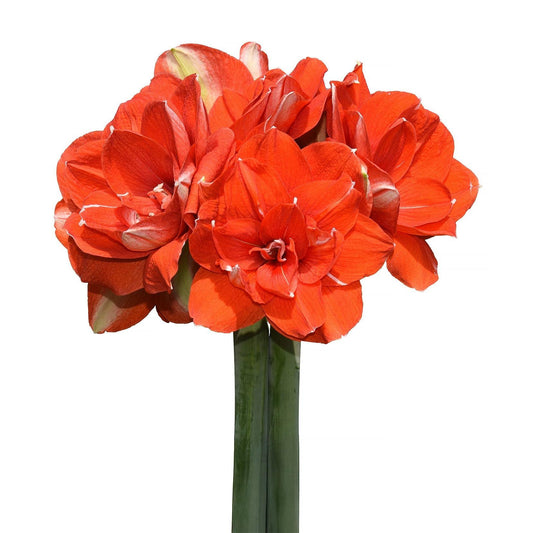 Nyora Amaryllis - 28-32 cm bulb