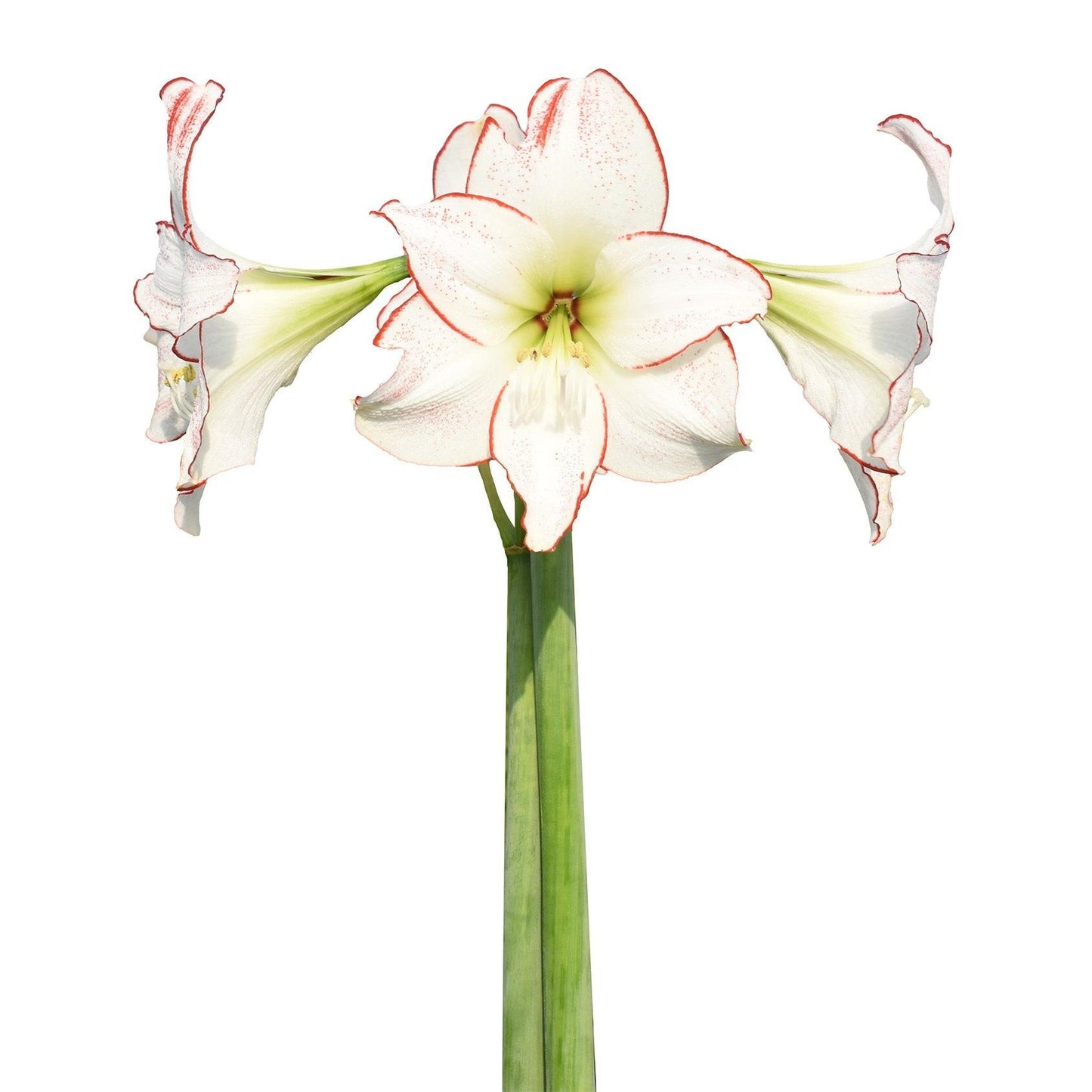 Picasso Amaryllis - 28-32 cm bulb
