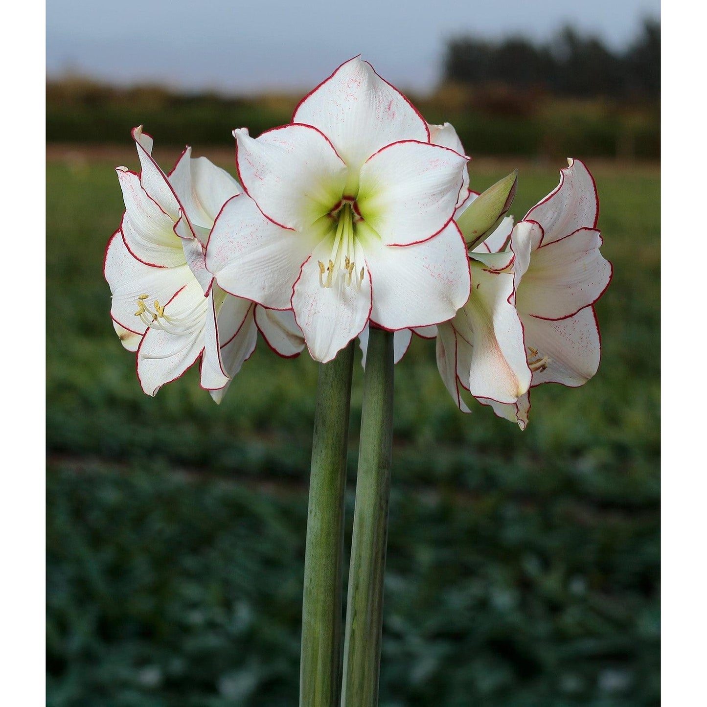 Picasso Amaryllis - 28-32 cm bulb