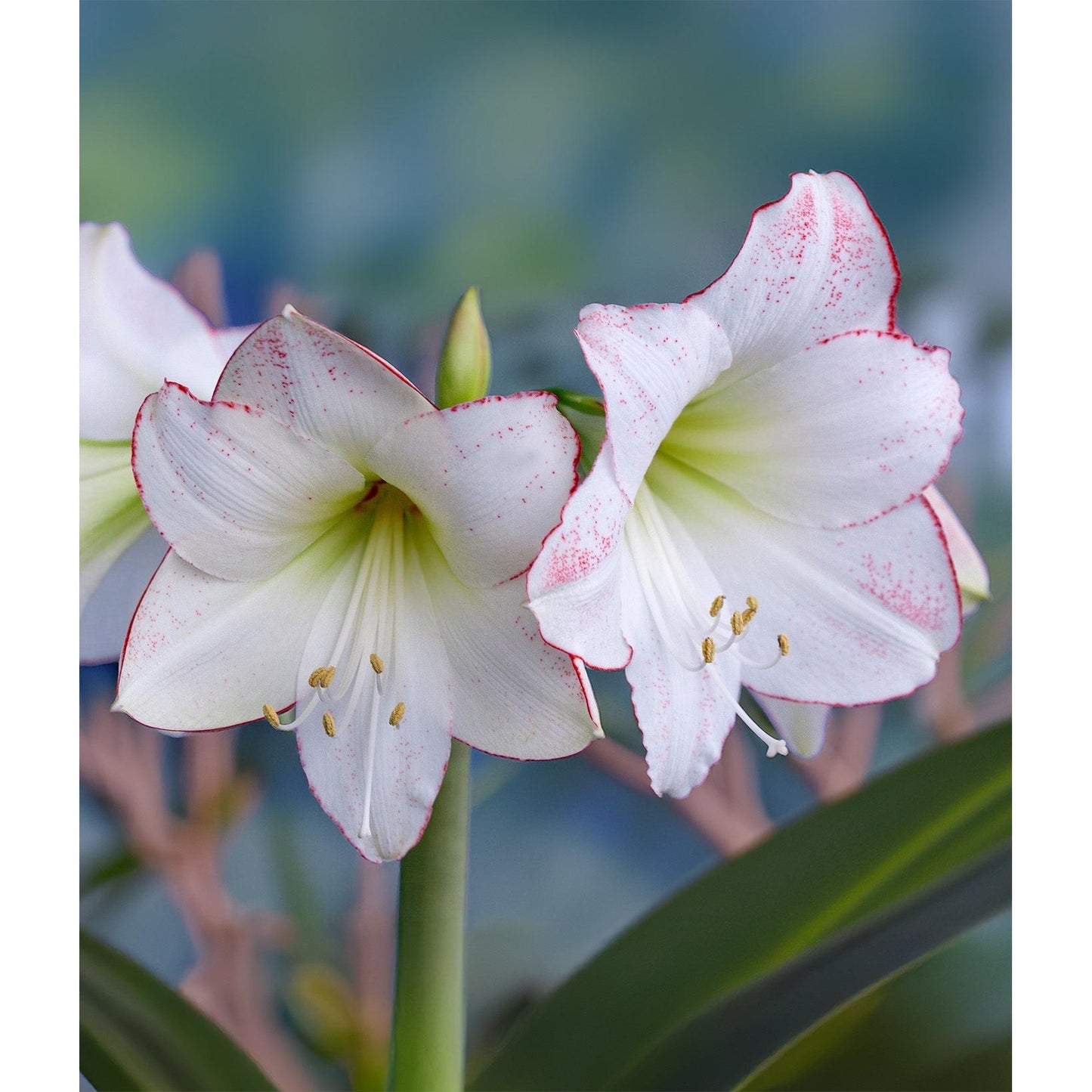 Picasso Amaryllis - 28-32 cm bulb