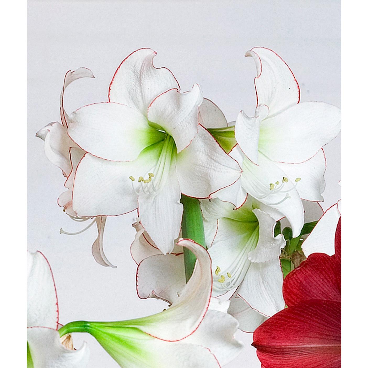 Picotee Amaryllis - 22-26 cm bulb