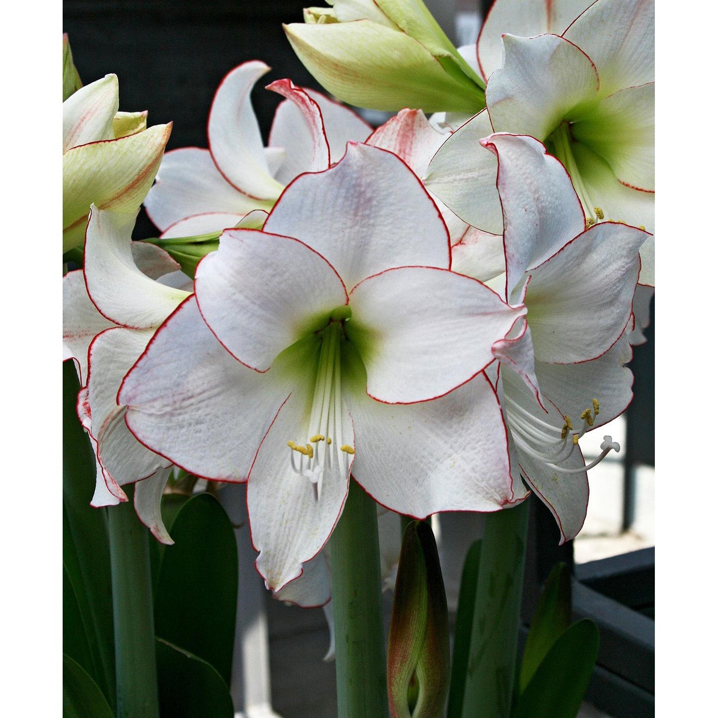 Picotee Amaryllis - 22-26 cm bulb
