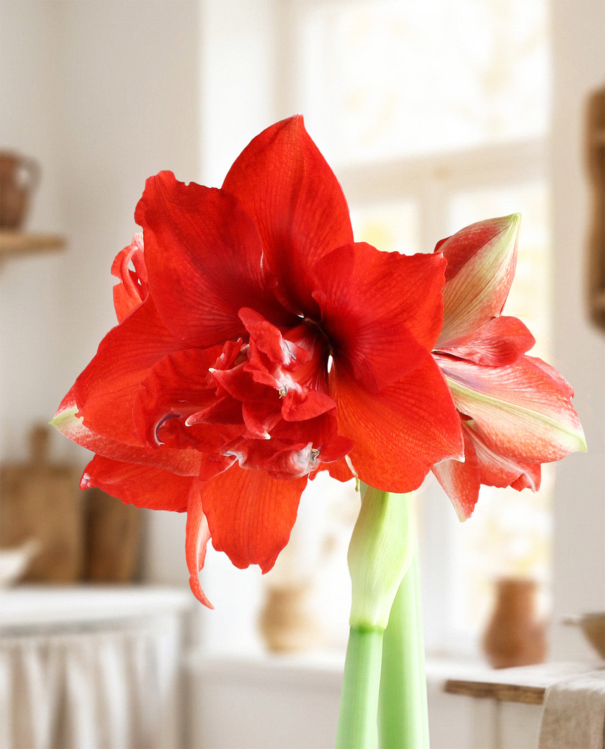 Ragtime® Symphony Amaryllis