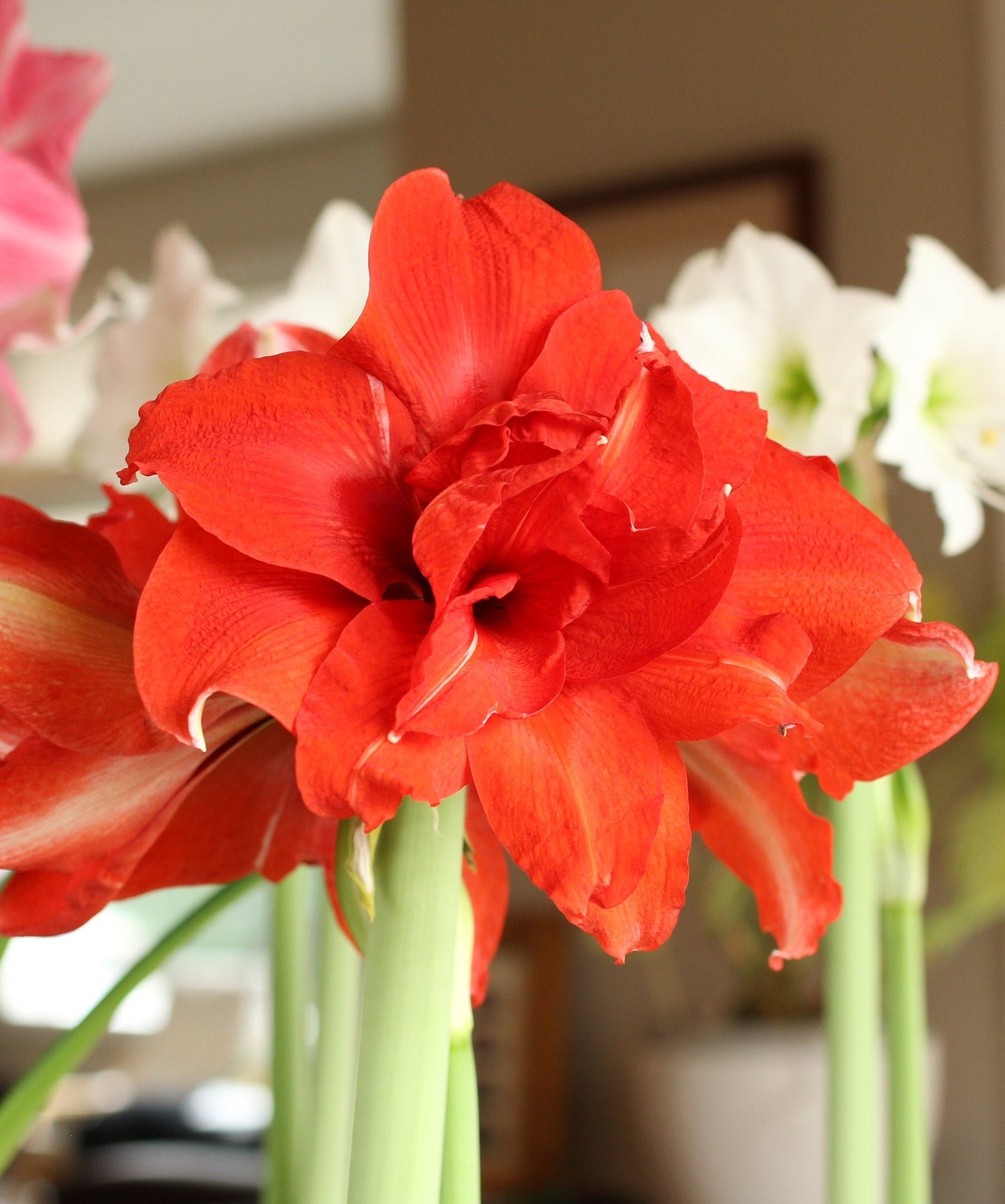 Ragtime® Symphony Amaryllis
