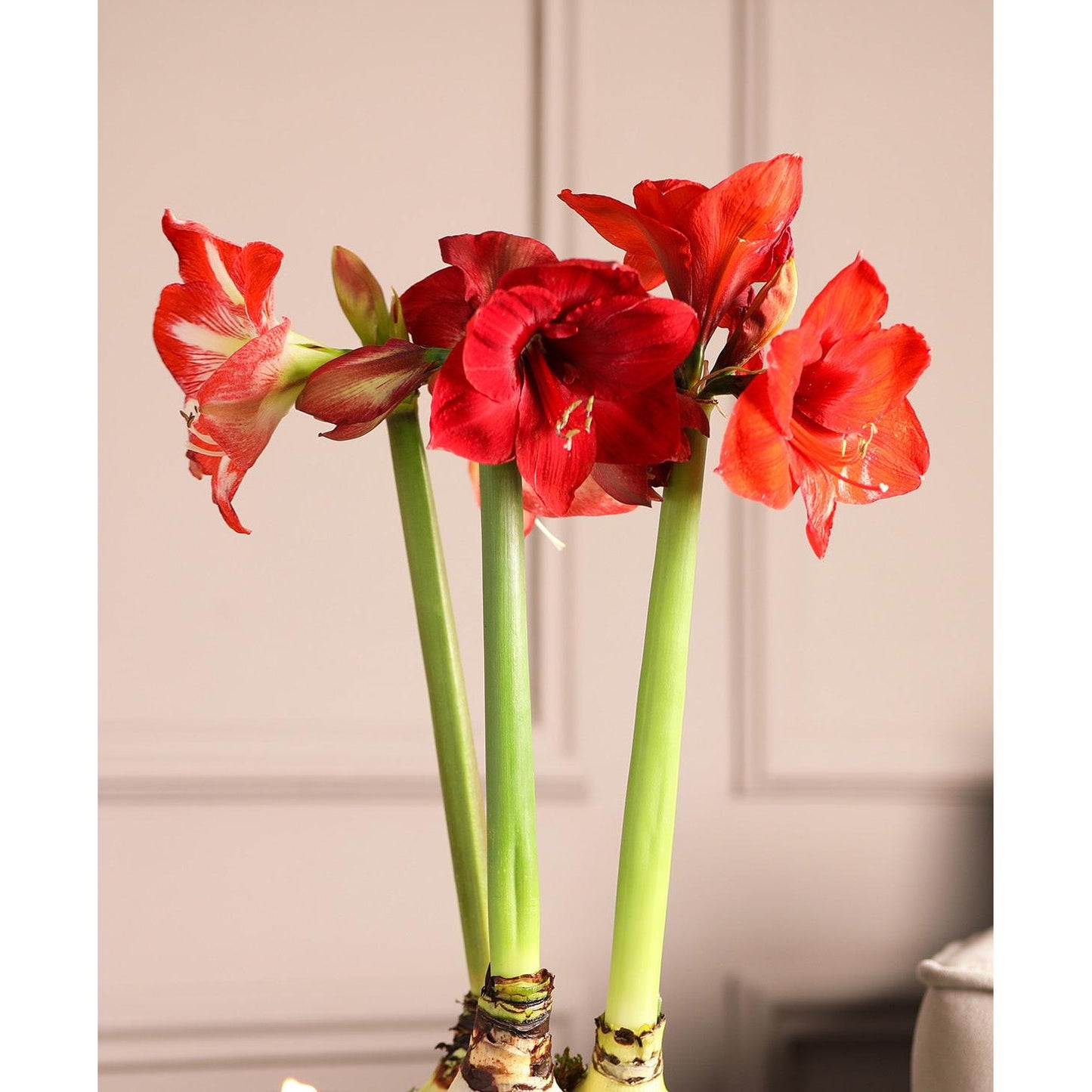 Amaryllis 3-Pack: Red