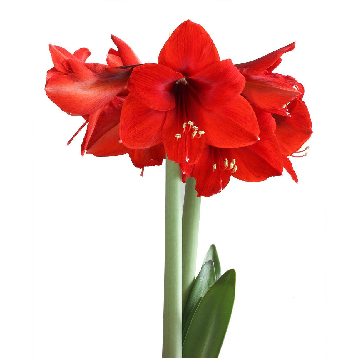 Red Lion Amaryllis - 22-26 cm bulb
