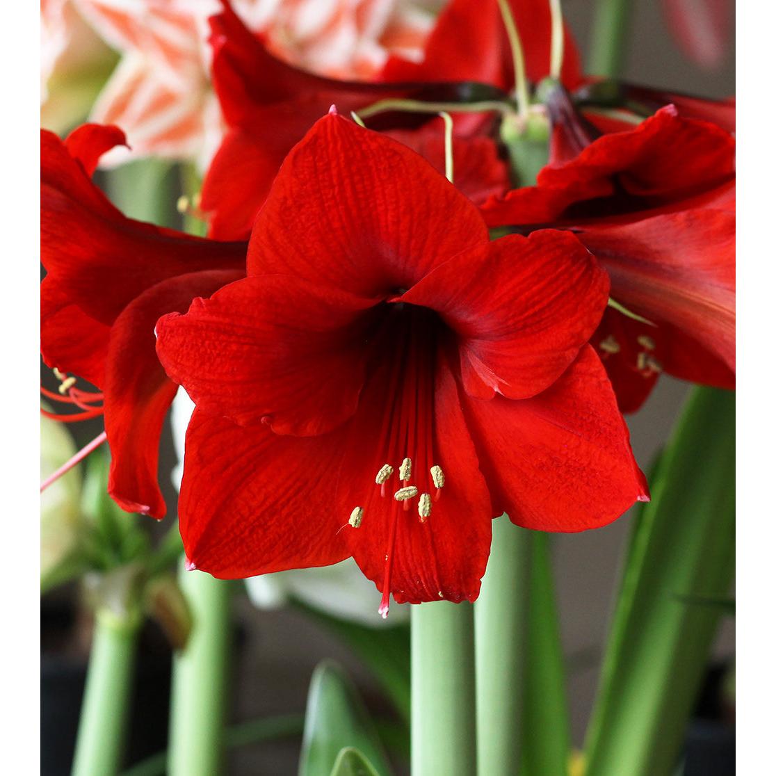 Red Lion Amaryllis - 22-26 cm bulb