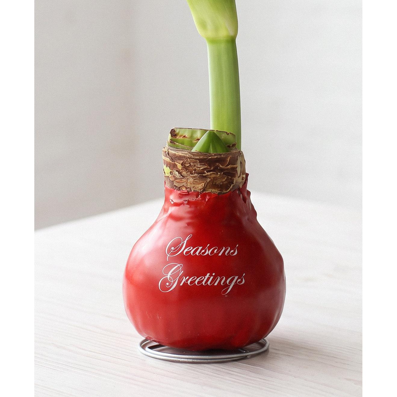 "Season's Greetings" Red Waxed Amaryllis Bulb with Pink Flower