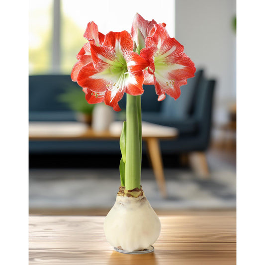 White Waxed Amaryllis Bulb with Red and White Striped Flower