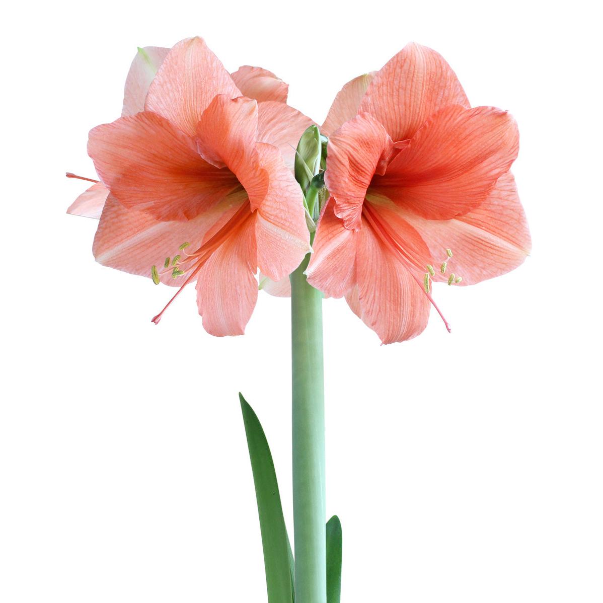 Rilona Amaryllis - 22-26 cm bulb