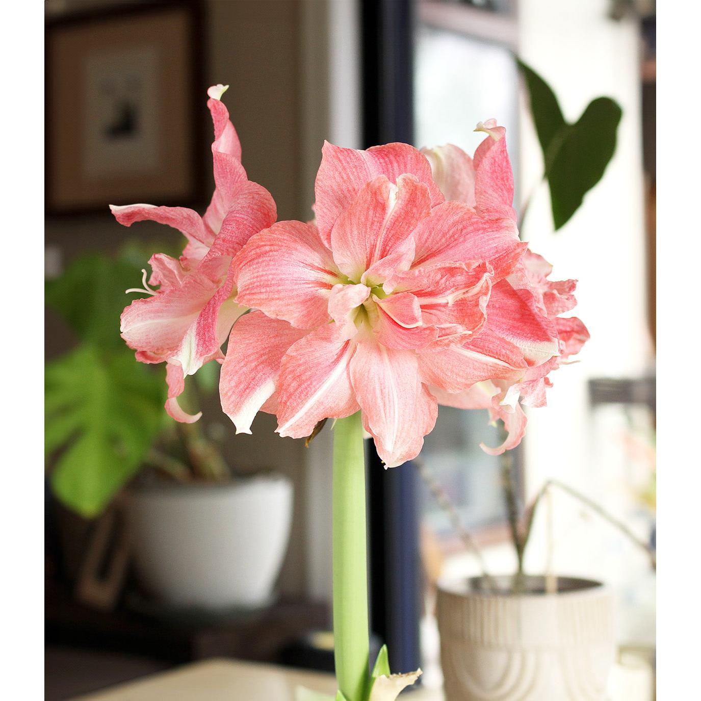 Rozetta® Symphony Amaryllis